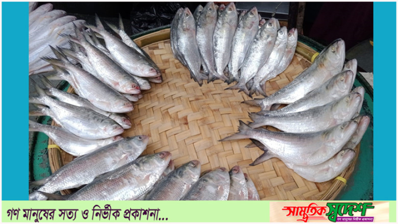 রামগতিতে মেঘনার ইলিশের বাজার সিন্ডিকেটের কবজায়