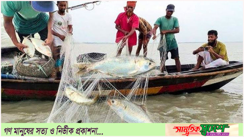 কমলনগরে নির্বিচারে মা ইলিশ নিধন, নেতৃত্বে যুবদল নেতা